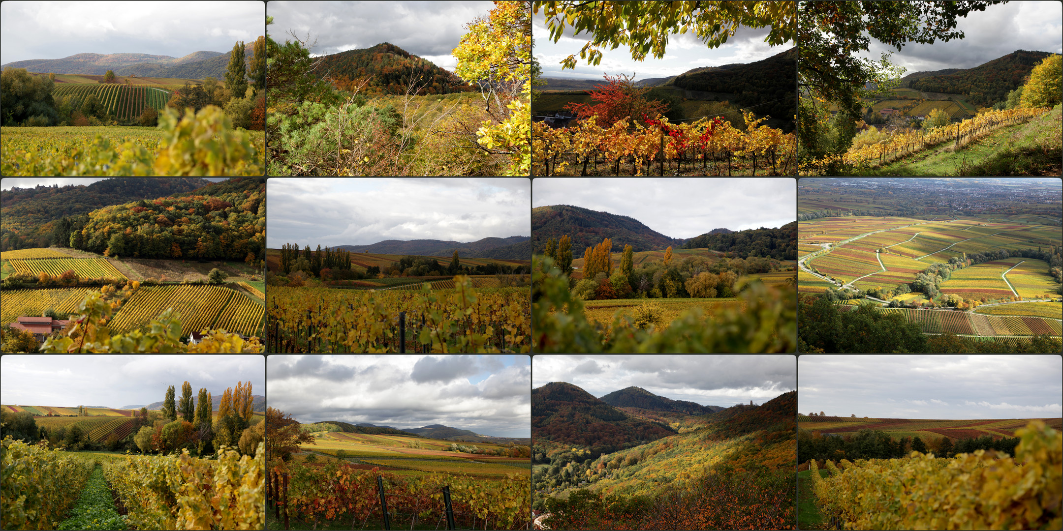 Herbst-Impressionen aus der Südpfalz - "Makrokosmos"