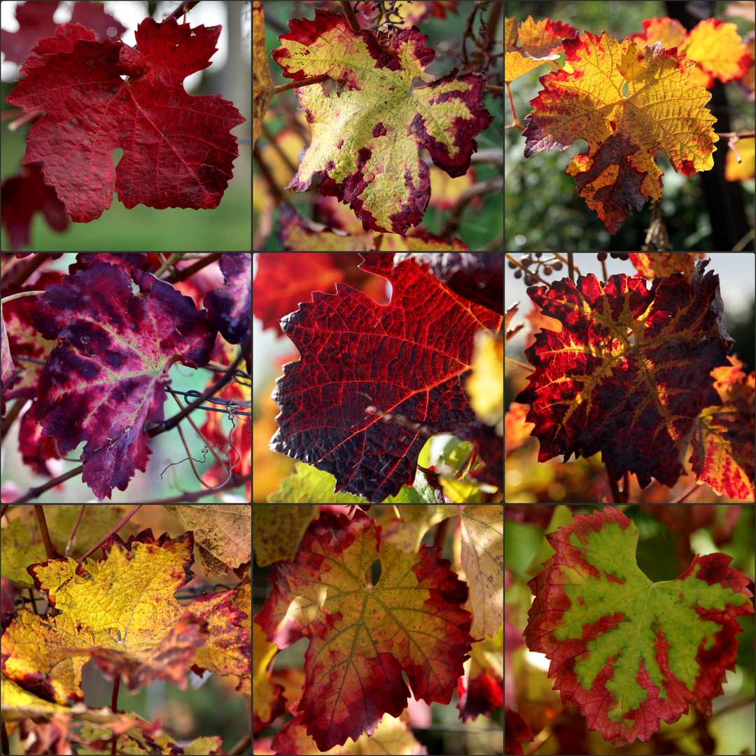 Herbst-Impressionen aus der Südpfalz - "Mikrokosmos"