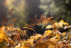 ***   HERBST * IMPRESSIONEN   ***