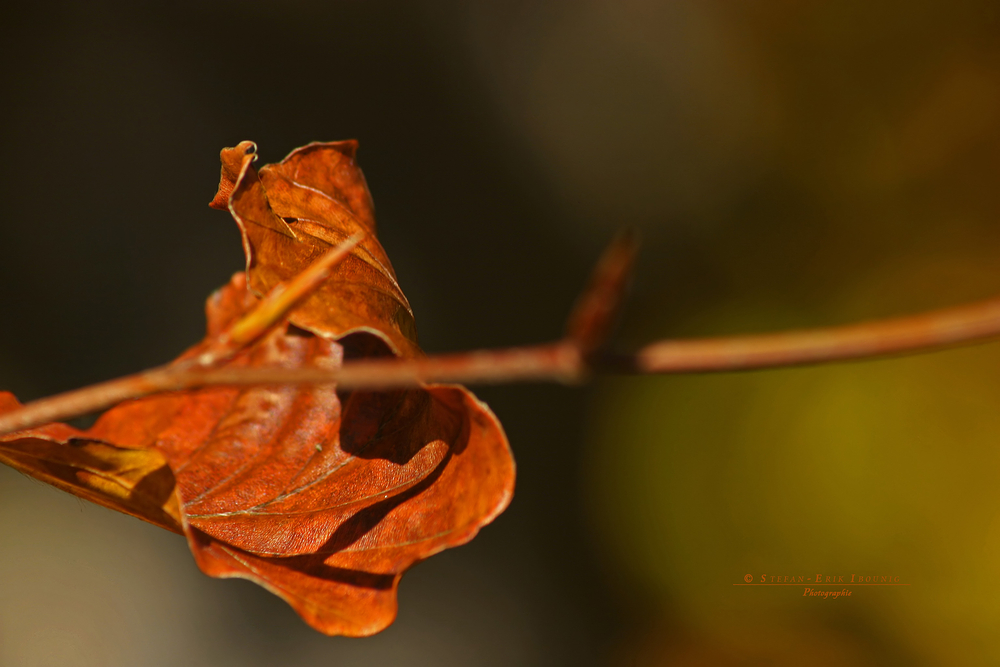 " Herbst - Impressionen "