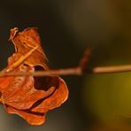 " Herbst - Impressionen "