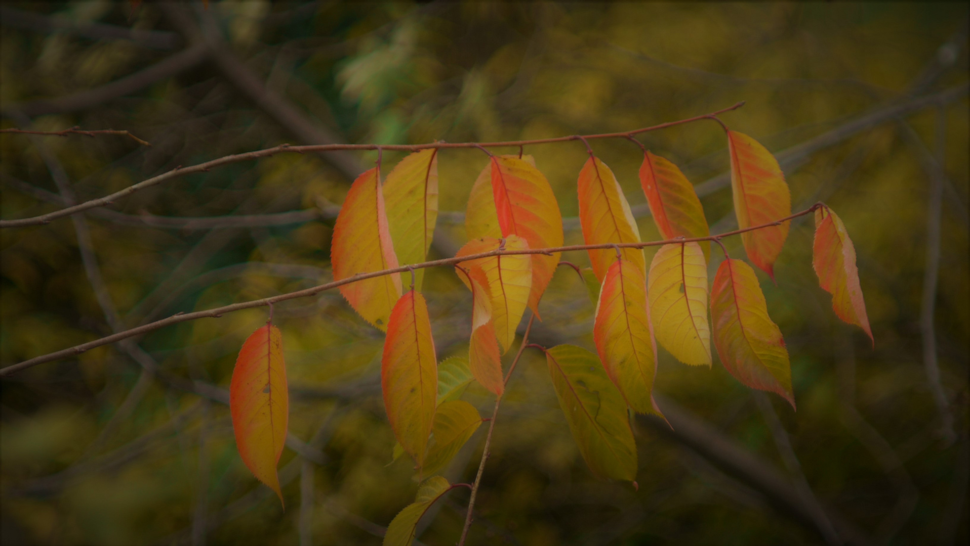 Herbst - Impressionen / Blätter - Glühen Softlook