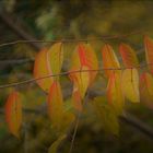 Herbst - Impressionen / Blätter - Glühen Softlook