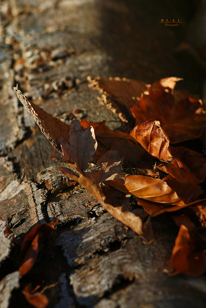 " Herbst - Impressionen "