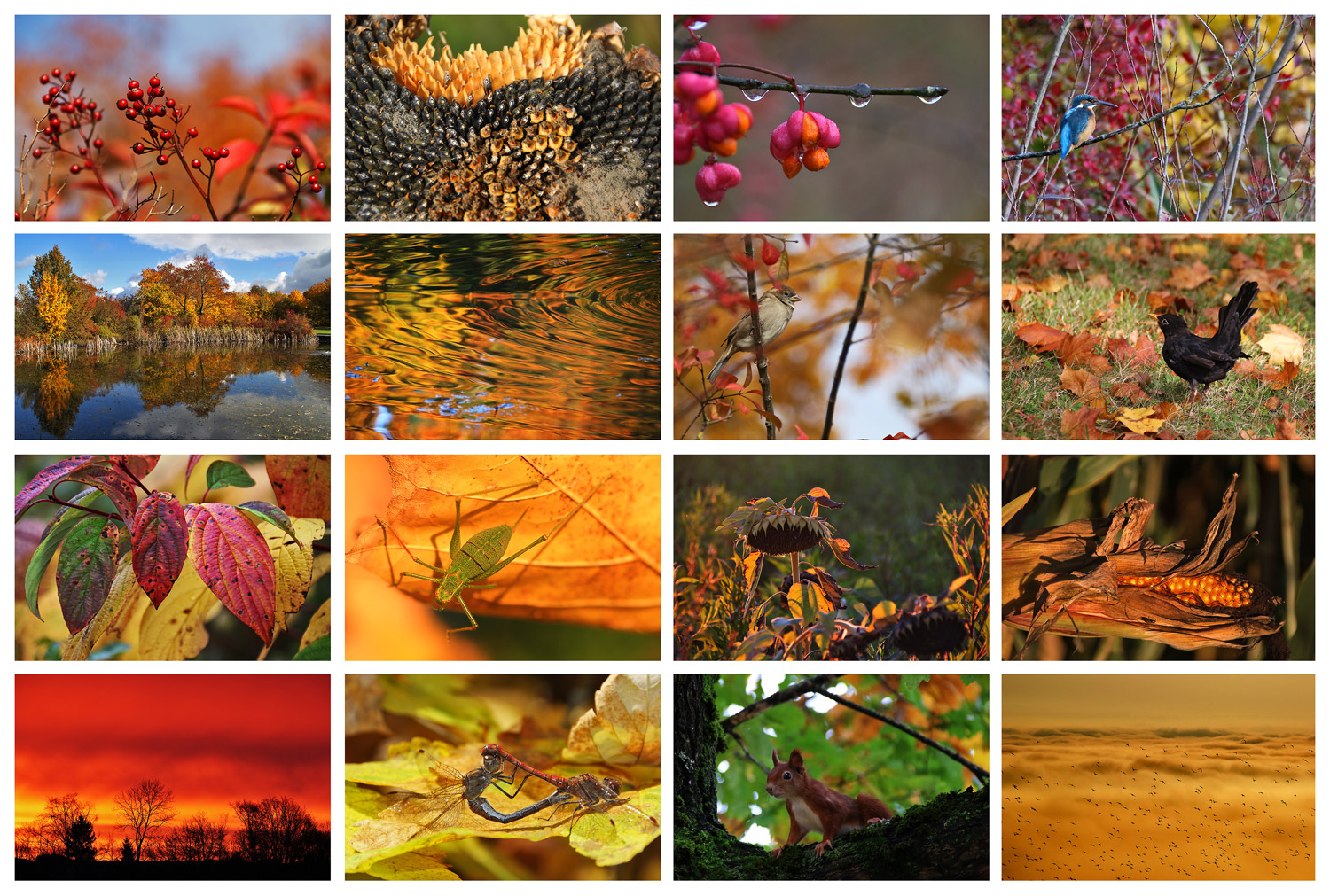 Herbst-Impressionen