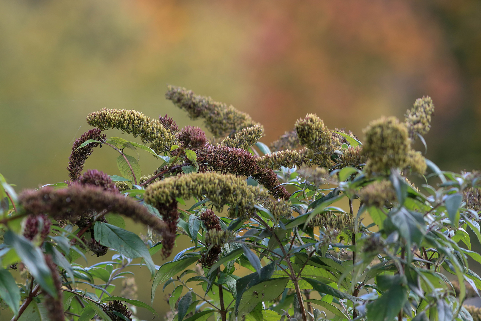 Herbst-Impressionen