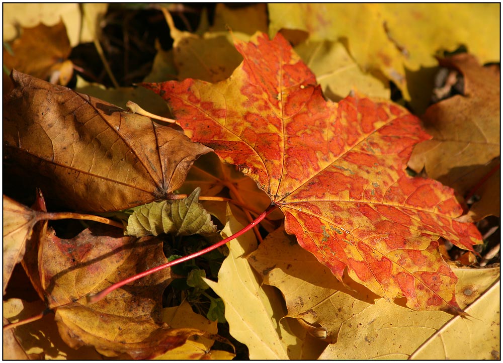 Herbst Impressionen !!!!!!