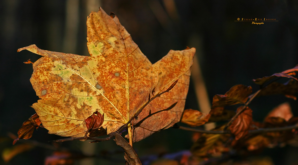 " Herbst - Impressionen "