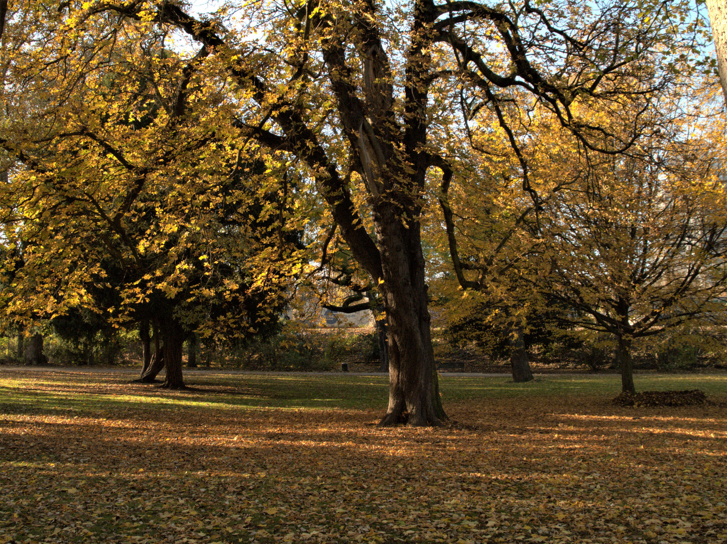 Herbst - Impressionen / Der Alte Baum im Herbstlichen Gewand 