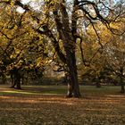 Herbst - Impressionen / Der Alte Baum im Herbstlichen Gewand 