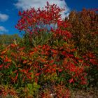 --- Herbst-Impressionen ---