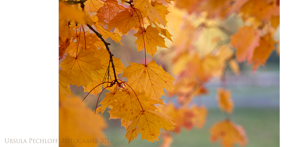 Herbst-Impressionen