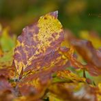 " Herbst - Impressionen "