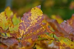 " Herbst - Impressionen "