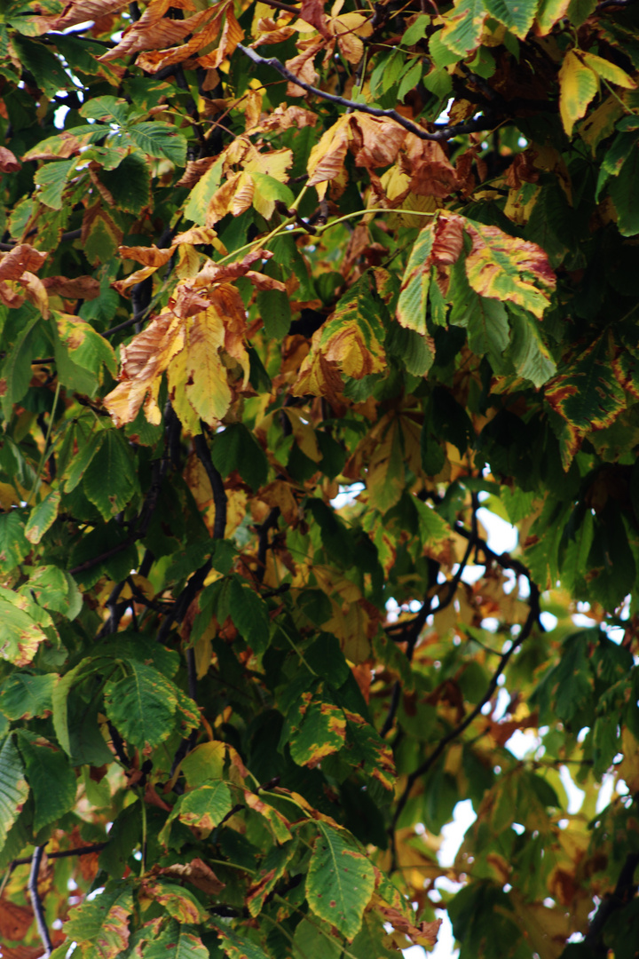 Herbst Impressionen 