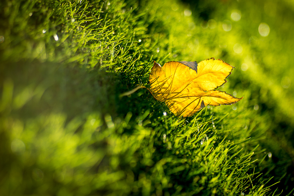 Herbst Impressionen