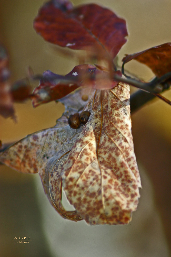 " Herbst - Impressionen "