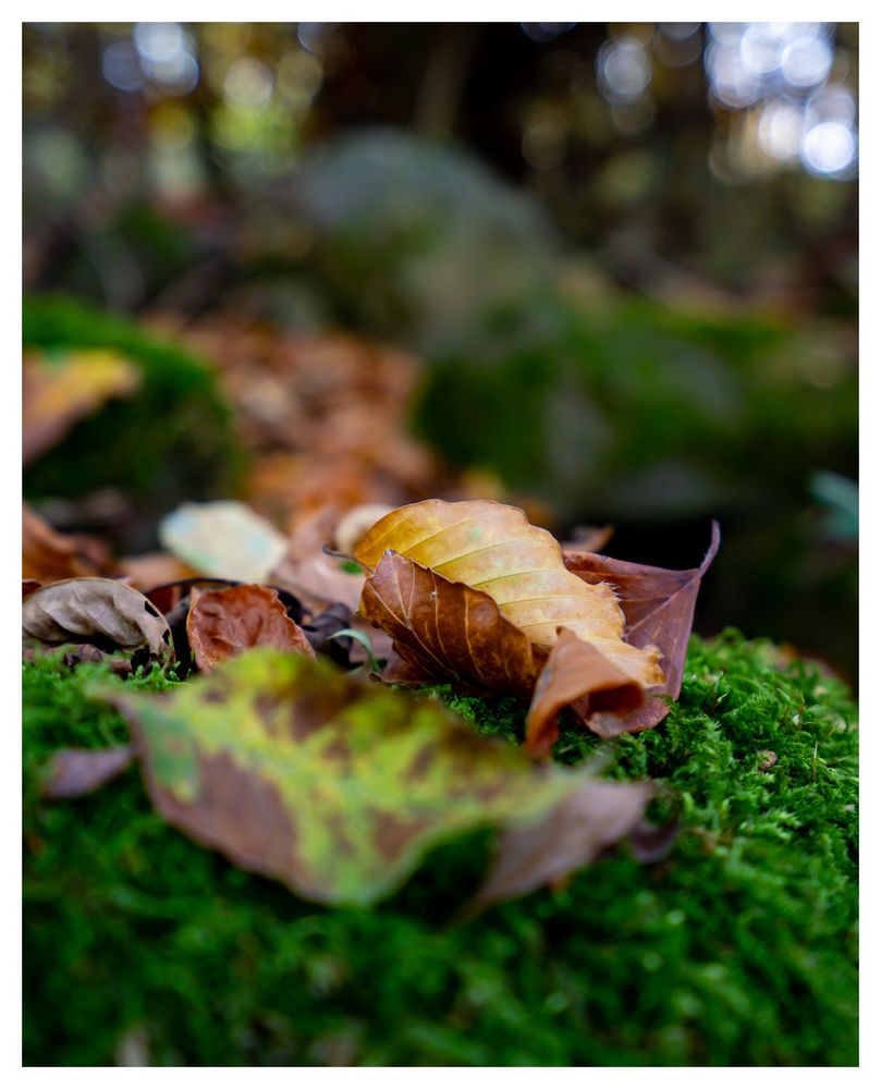 Herbst Impressionen 