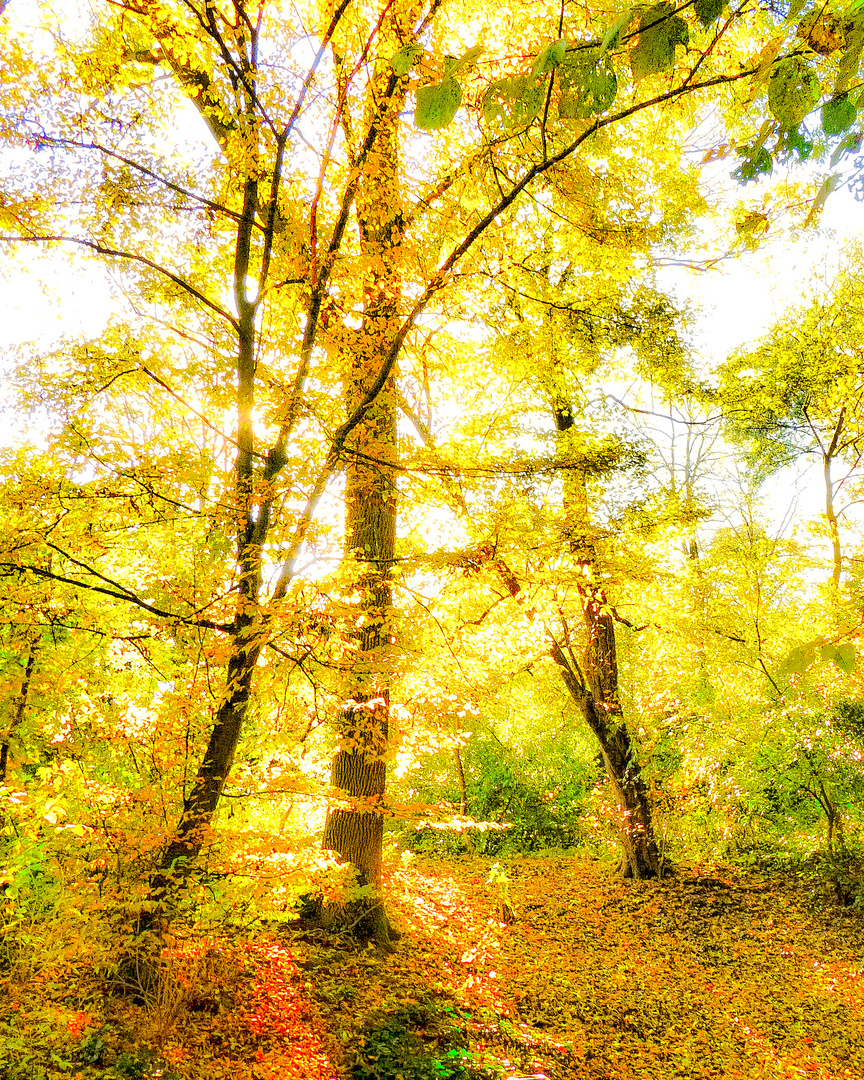 Herbst - Impressionen (Forest - Light) 