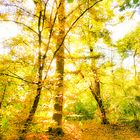 Herbst - Impressionen (Forest - Light) 