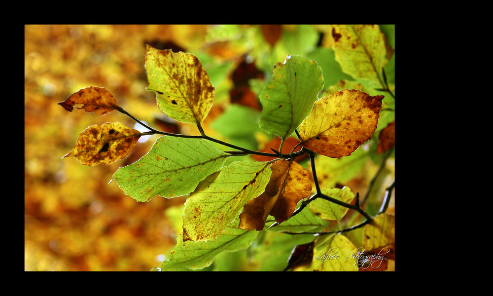 Herbst-impressionen I