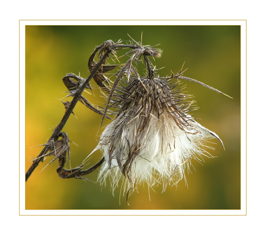 Herbst Impressionen II