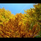 Herbst-impressionen III