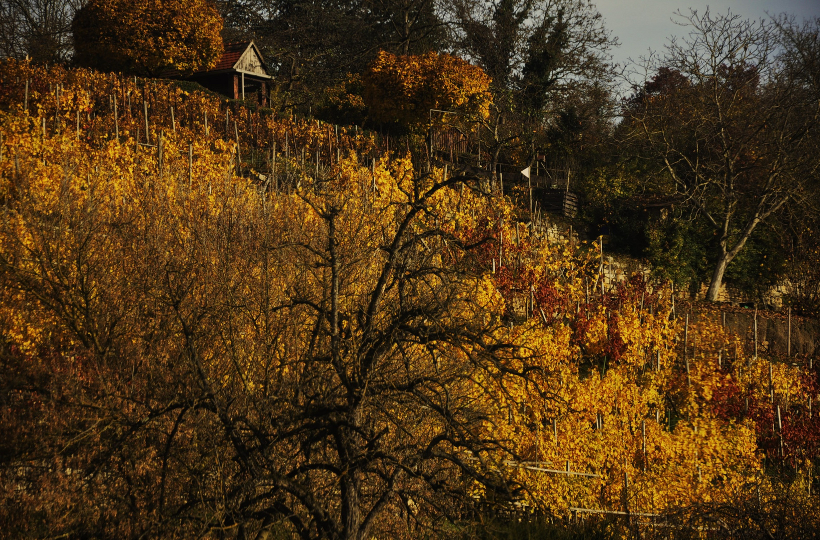 Herbst Impressionen  im Gebiet Marbach am Neckar 19