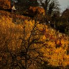 Herbst Impressionen  im Gebiet Marbach am Neckar 19