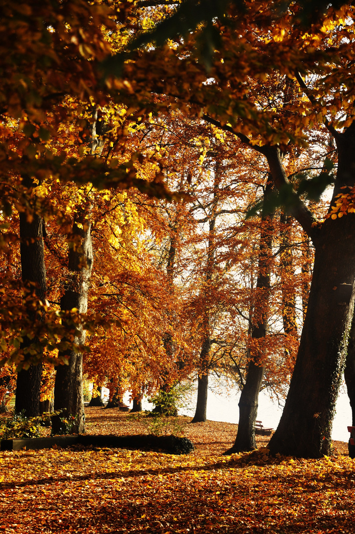 Herbst Impressionen in der Natur 13