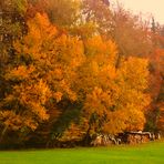 Herbst Impressionen in der Natur 15