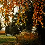 Herbst Impressionen in der Natur 18