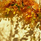 Herbst Impressionen in der Natur 21