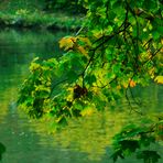 Herbst Impressionen in der Natur 5