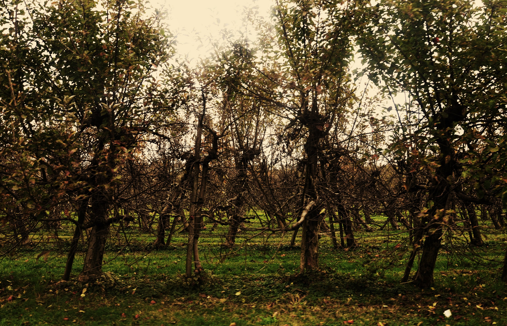 Herbst Impressionen in der Natur rund um den Bodensee 17