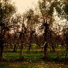 Herbst Impressionen in der Natur rund um den Bodensee 17