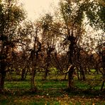 Herbst Impressionen in der Natur rund um den Bodensee 17