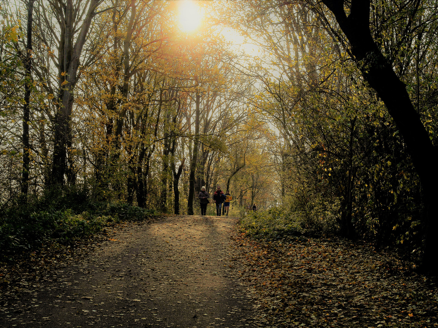 Herbst - Impressionen / Licht und Schatten Im Natur - Wald