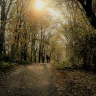 Herbst - Impressionen / Licht und Schatten Im Natur - Wald