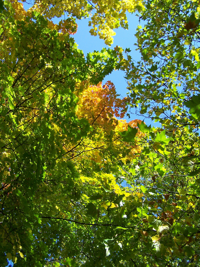 Herbst Impressionen ll