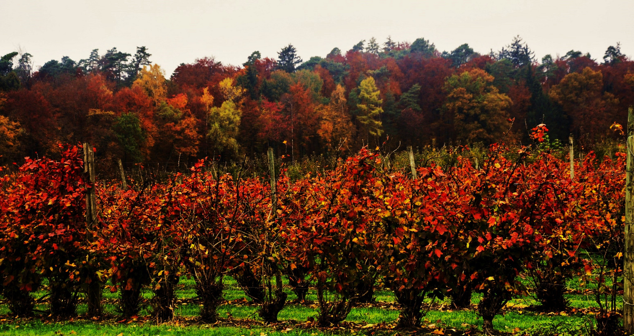 Herbst Impressionen rund um den Bodensee 18