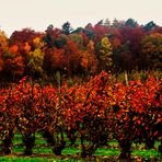 Herbst Impressionen rund um den Bodensee 18