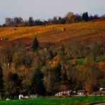 Herbst Impressionen rund um Marbach 20