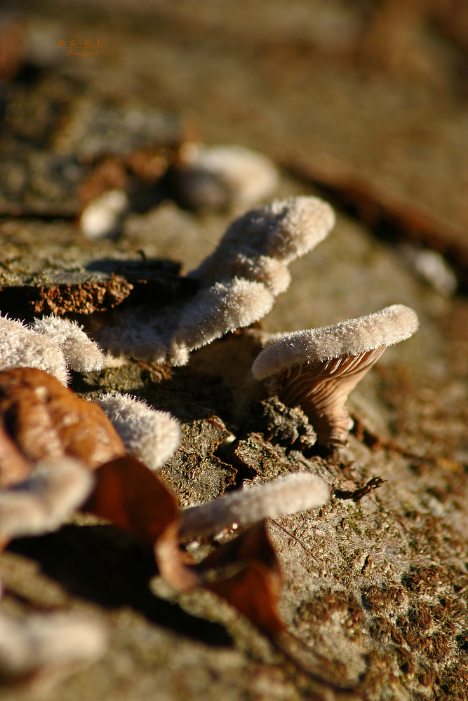 " Herbst - Impressionen *  Serien - Ende "