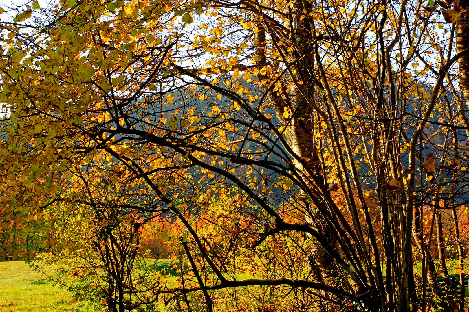 Herbst in 57271 Hilchenbach (Siegerland) 10