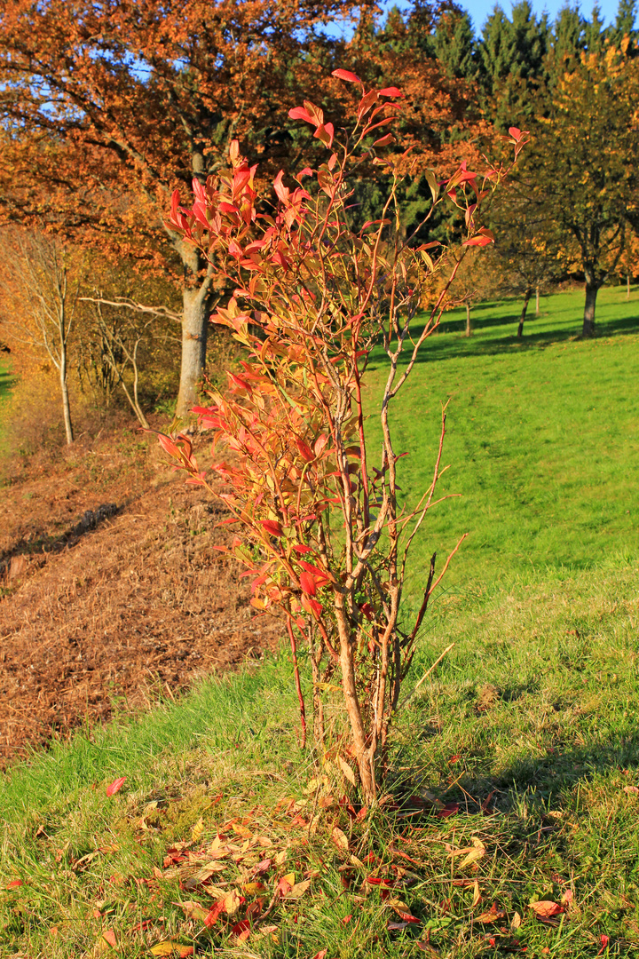 Herbst in 57271 Hilchenbach (Siegerland) 4