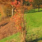 Herbst in 57271 Hilchenbach (Siegerland) 4