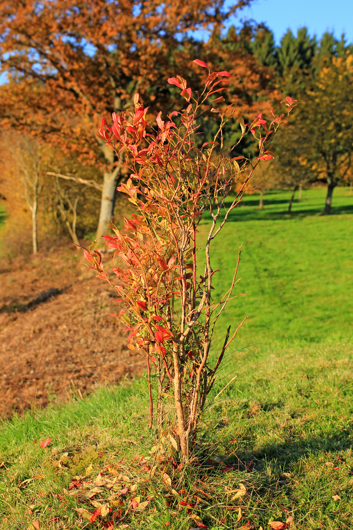 Herbst in 57271 Hilchenbach (Siegerland) 5