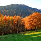 Herbst in 57271 Hilchenbach (Siegerland) 7