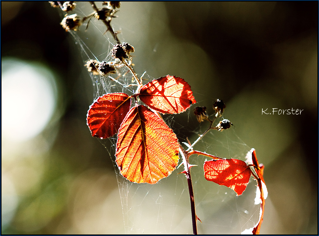 Herbst in all seiner Schönheit